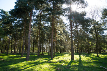 Sun through the trees.