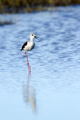 Black-winged stilt bird in Pottuvil, Sri Lanka