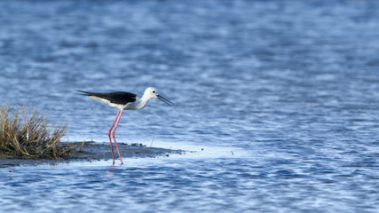 Black-winged stilt bird in Pottuvil, Sri Lanka