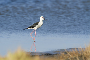 Black-winged stilt bird in Pottuvil, Sri Lanka