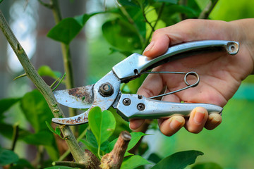 Pruning a fruit tree branch with a garden secateur to perfection and beauty of flowering.