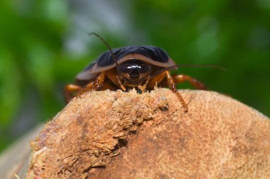 Dubia Roach on Bamboo Root