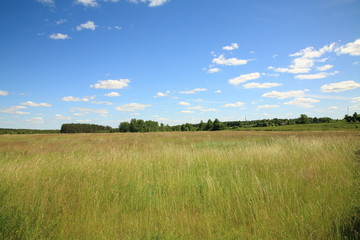 Fototapeta premium Meadow