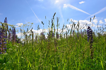 Sommerwiese blauer Himmel