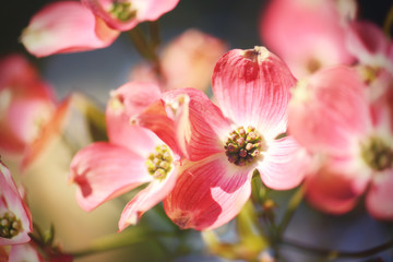 pink dogwoods. cornus genus