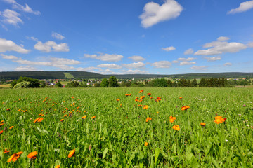 Blumenwiese im Sommer