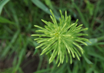 A field horsetail (Equisetum arvense) stem seen from above