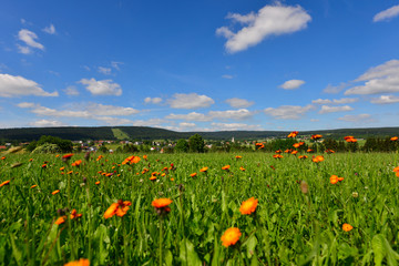 Blumenwiese im Sommer