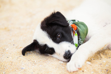 Young cute dog lying on the beach