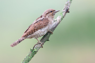 Eurasian wryneck