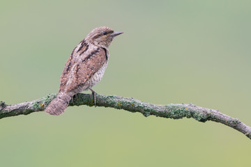 Eurasian wryneck