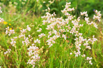 Fototapeta na wymiar Glade spring flowers