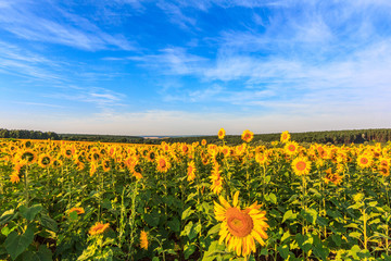 Obraz premium Flowering sunflowers
