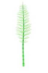 3d render of aquatic plant