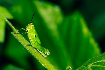 A very green cricket sits on a plant stem, it's eye watching the camera. Copy space to the right.