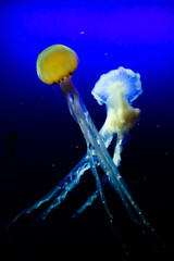 Jelly Fish
