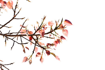 Pipal Tree, Bohhi Tree, Bo Tree, Peepul, put forth fresh leaves isolate