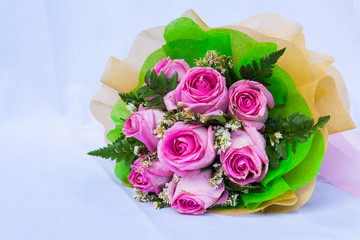 vintage pink rose flower on white background