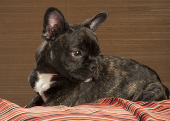 Chiot bouledogue français bringé