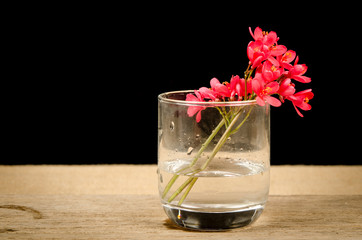 Jatropha integerrima flower, Peregrina or Spicy Jatropha
