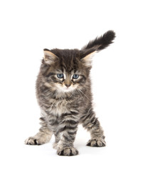 cute tabby kitten playing on white