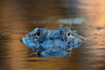 Large American alligator in The water