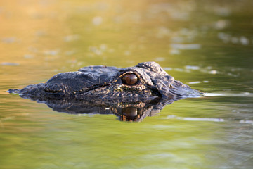 Fototapeta premium Large American alligator in The water