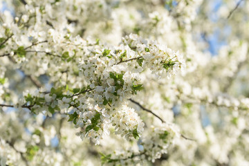 White Cherry Plum Tree Flowers In Spring