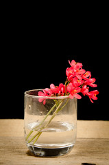 Jatropha integerrima flower, Peregrina or Spicy Jatropha
