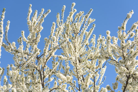 White Cherry Plum Tree Flowers In Spring