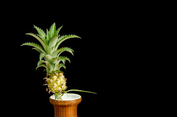 Mini pineapple