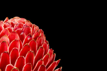 Torch ginger
