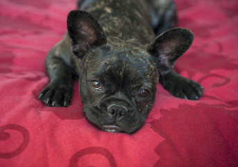 Chiot bouledogue français