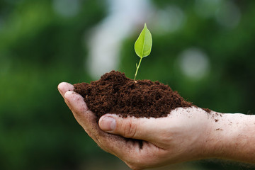 Male hand with a green sprout