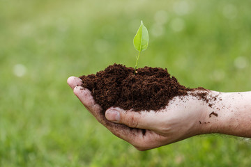 Male hand with a green sprout