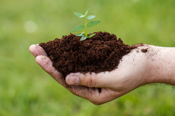 Male hand with a green sprout