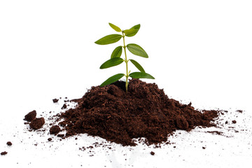 Small green sprout in soil