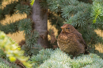 Amsel