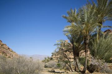 Fototapeta na wymiar morocco palm trees