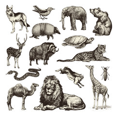 Fototapeta premium dzikie zwierzęta - zbiór ilustracji dzikiej przyrody
