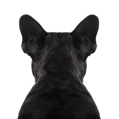 dog back torso