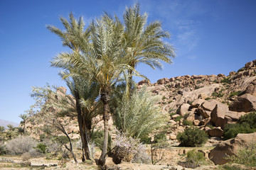 morocco palm trees