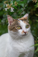 Fototapeta premium 何かを見つめるのらねこ