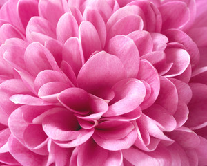 Chrysanthemum