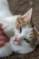 眠たそうなのらねこ