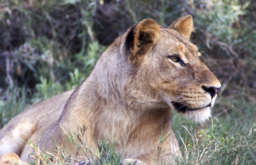 Fototapeta na wymiar Leonessa (Panthera leo) del Moremi Wildlife Reserve in Botswana 