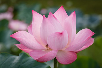 The Blossom of Pink Lotus with The Bee