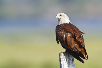 Brahminy kite in Pottuvil, Sri Lanka