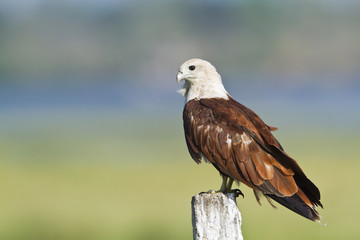 Brahminy kite in Pottuvil, Sri Lanka