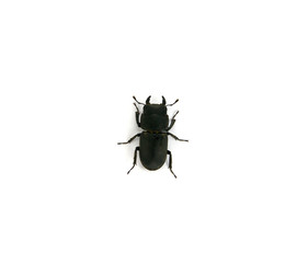 Dorcus parallelipipedus